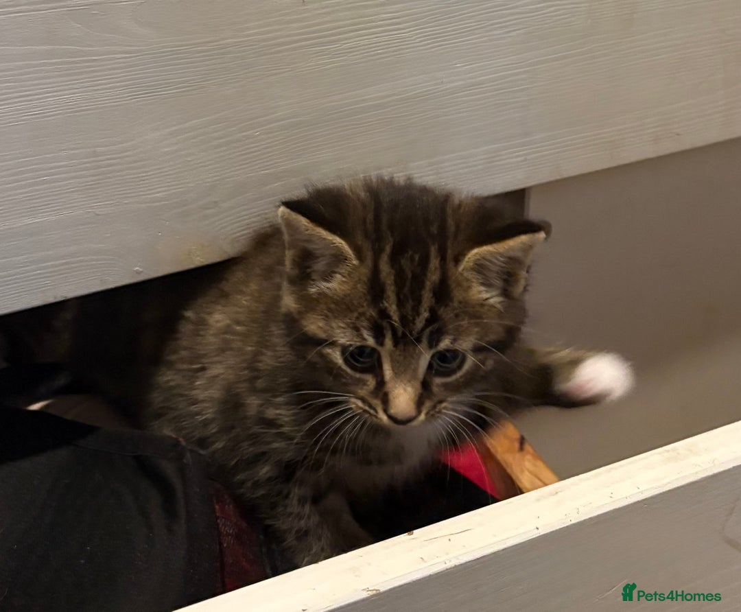 Mixed Breed cats for sale: 4 cheeky kittens ready for their new homes  - Image 13