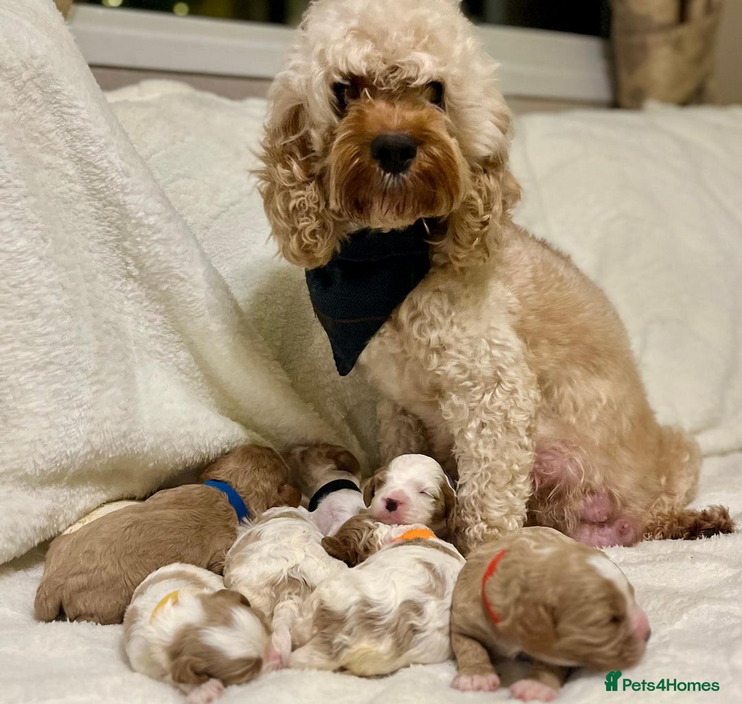 Cavapoo dogs for sale: F1B cavapoo puppies-extensively health tested - Advert 3