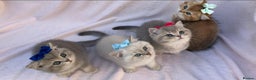 British Shorthair cats for sale: 💕 Pedigree GCCF blue golden British shorthair - Advert 9