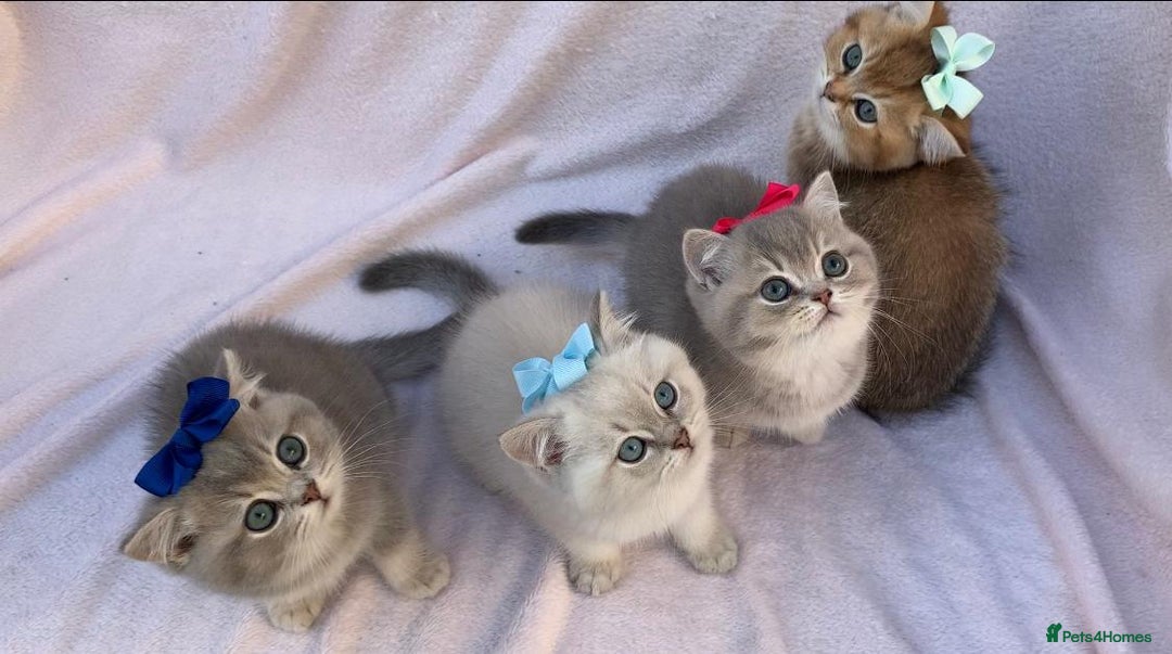 British Shorthair cats for sale: 💕 Pedigree GCCF blue golden British shorthair - Advert 9