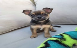 Pomchi dogs for sale: 4 Beautiful 8 week old pomchi puppies  - Image 5