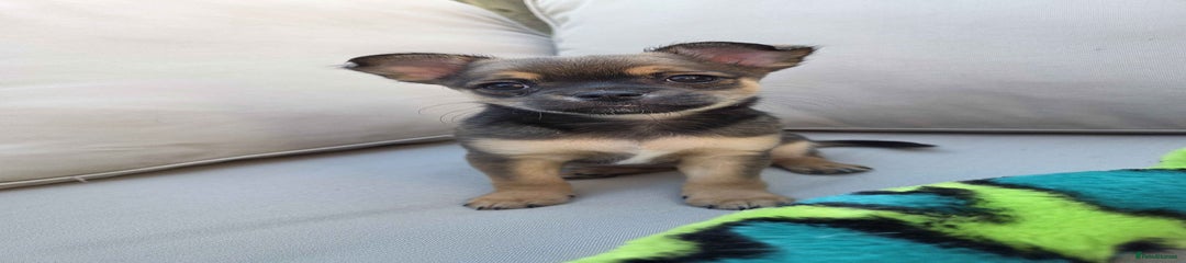 Pomchi Puppy 4