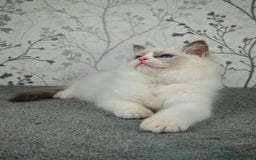Ragdoll cats for sale: Regional Winner READY TO Go LAST BOY AND GIRL - Image 7