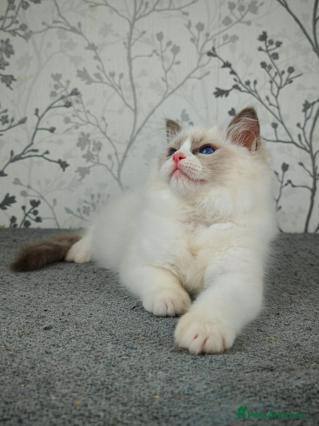 Ragdoll cats for sale: Regional Winner READY TO Go LAST BOY AND GIRL - Image 7