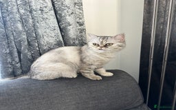 Mixed Breed cats for sale: Rare Female Persian X British Shorthair Cat - Image 2