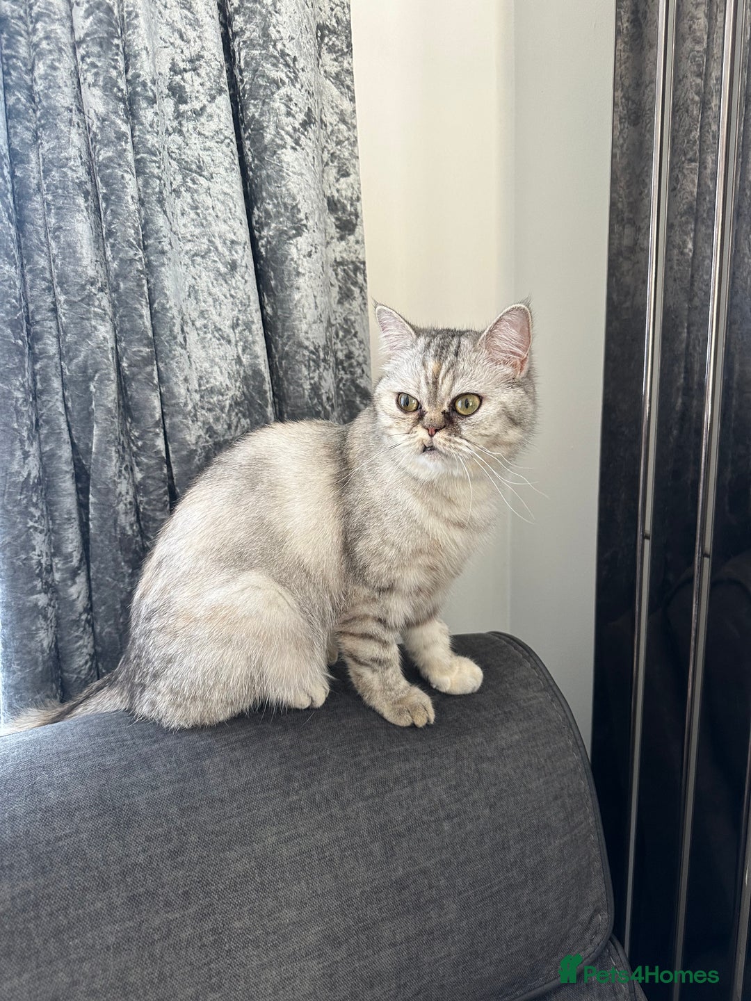 Mixed Breed cats for sale: Rare Female Persian X British Shorthair Cat - Image 2