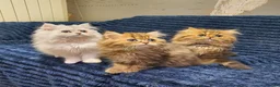 Persian cats for sale: 💖Beautiful Pedigree Chinchilla Persian Kittens.  - Advert 30