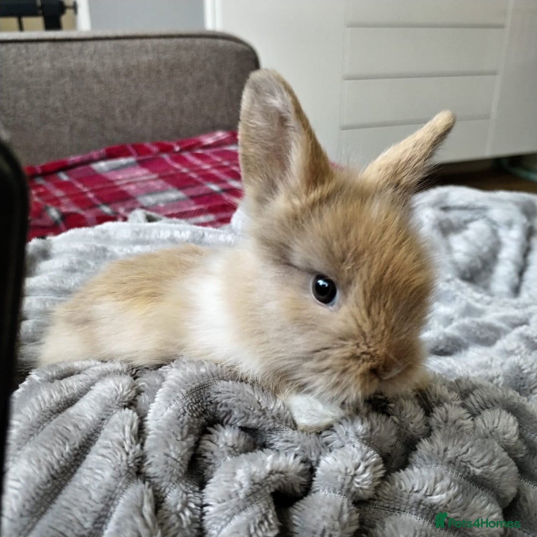 Lionhead rabbits for sale: Pure Breed Fluffy Double Mained Lionhead Boy - Image 3