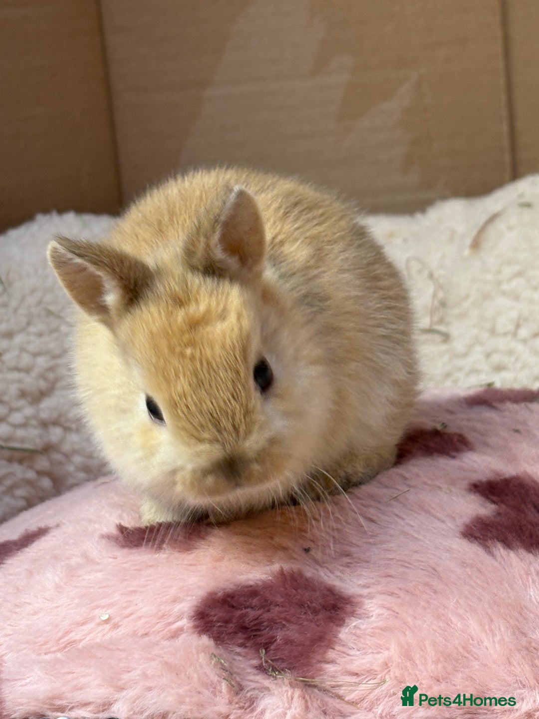 Netherland Dwarf rabbits for sale: Pure bred Netherland dwarf (vaccinated) - Advert 11
