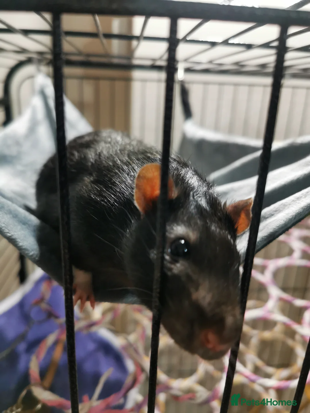 Rat rodents for sale: Free rats male with cage and accessories  - Advert 8