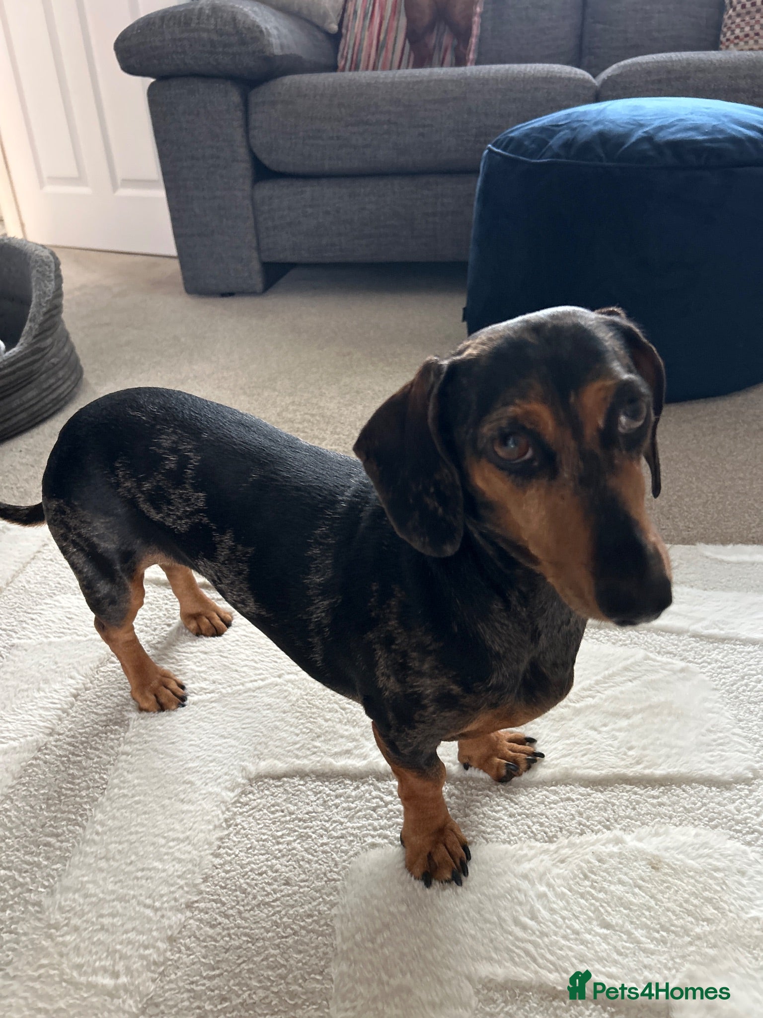 Dachshund dogs Ivy is looking for a new loving home - Advert 3