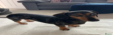 Dachshund 1