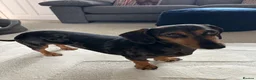 Dachshund dogs for sale: Ivy is looking for a new loving home in Ipswich - Advert 1