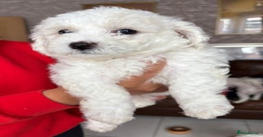 Poochon dogs - Advert 5