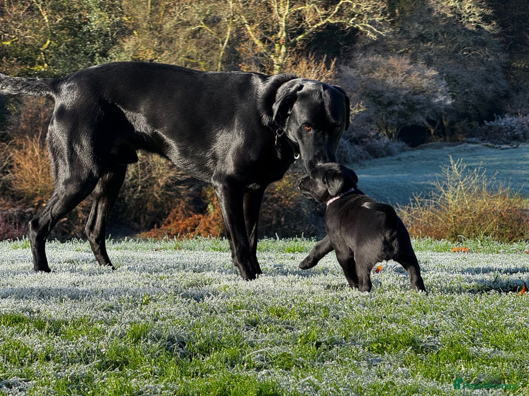 Labrador Retriever dogs for sale: Labrador Puppies  - Advert 27