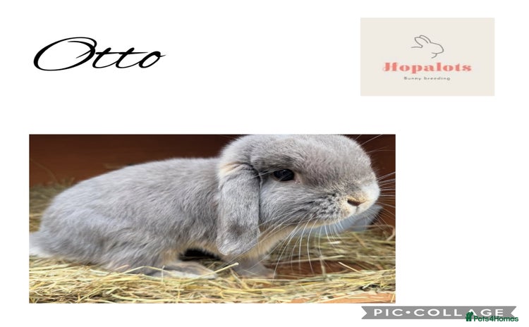 Mini Lop rabbits - Advert 10