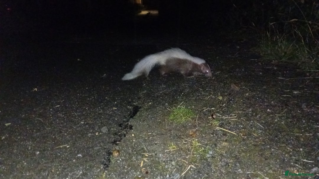 Mixed Breed rodents for sale: Skunk  - Advert 8