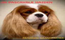 Cavalier King Charles Spaniel dogs for sale: Cavalier Pups – 0.10% COI, Health Tested, KC Reg - Image 10