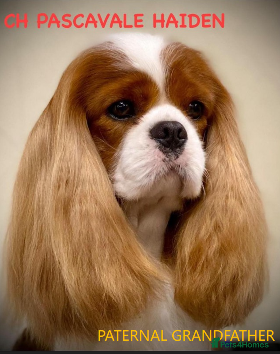 Cavalier King Charles Spaniel dogs for sale: Cavalier Pups – 0.10% COI, Health Tested, KC Reg - Image 10
