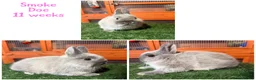 Netherland Dwarf rabbits for sale: Pure breed Netherlands dwarf  - Advert 4