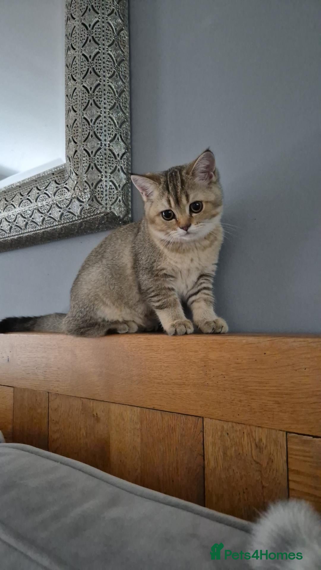 British Shorthair cats Beautiful registered Golden , ready now .  - Advert 3