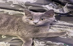 British Shorthair cats for sale: Adorable British Blue Shorthair Kittens for Sale - Image 1