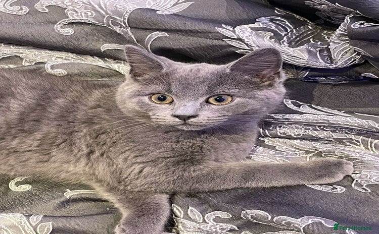 British Shorthair cats - Advert 8
