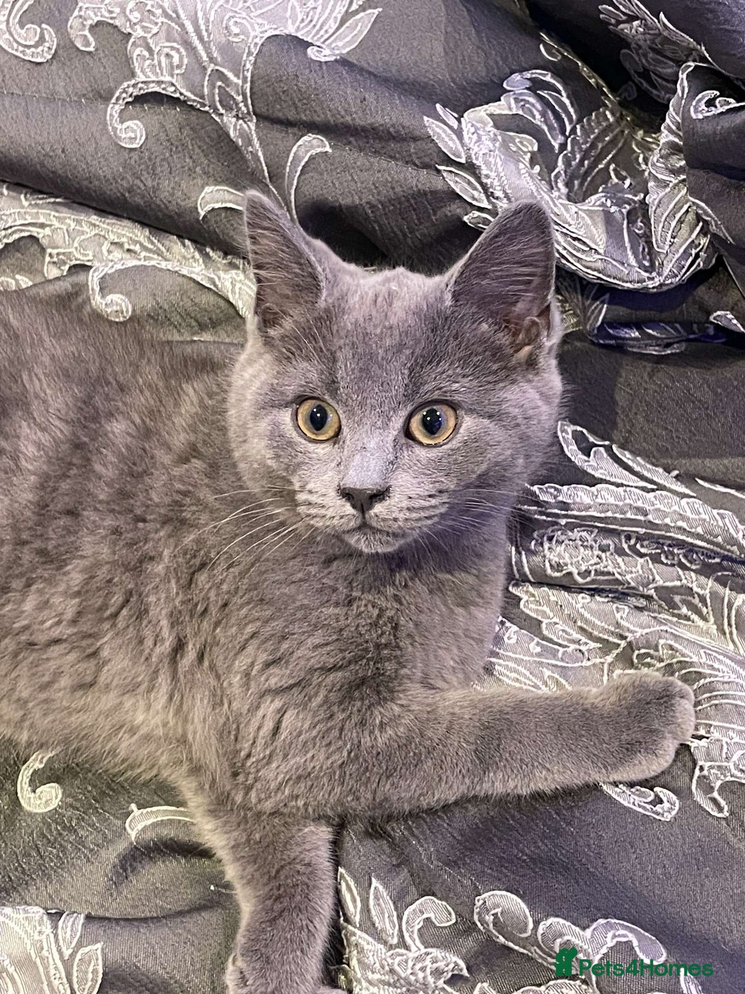 British Shorthair cats for sale: Adorable British Blue Shorthair Kittens for Sale - Image 1