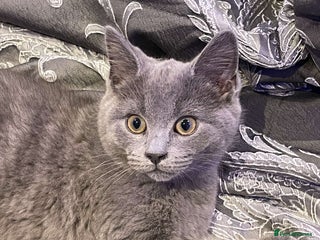 British Shorthair cats - Advert 14