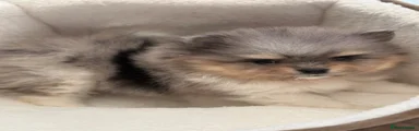 Pomeranian Puppy 1