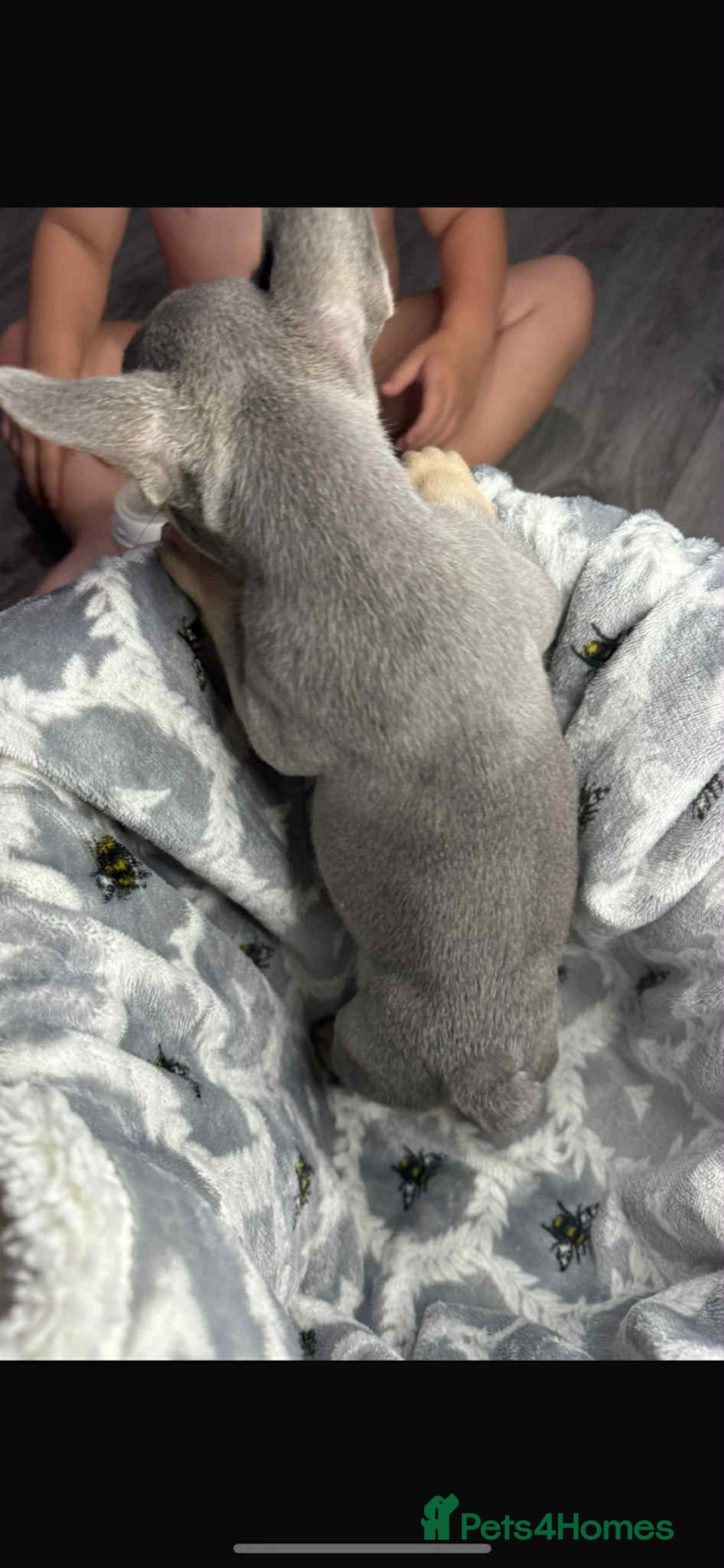 French Bulldog dogs for sale: Lilac tan fluffy carriers frenchie  - Image 8