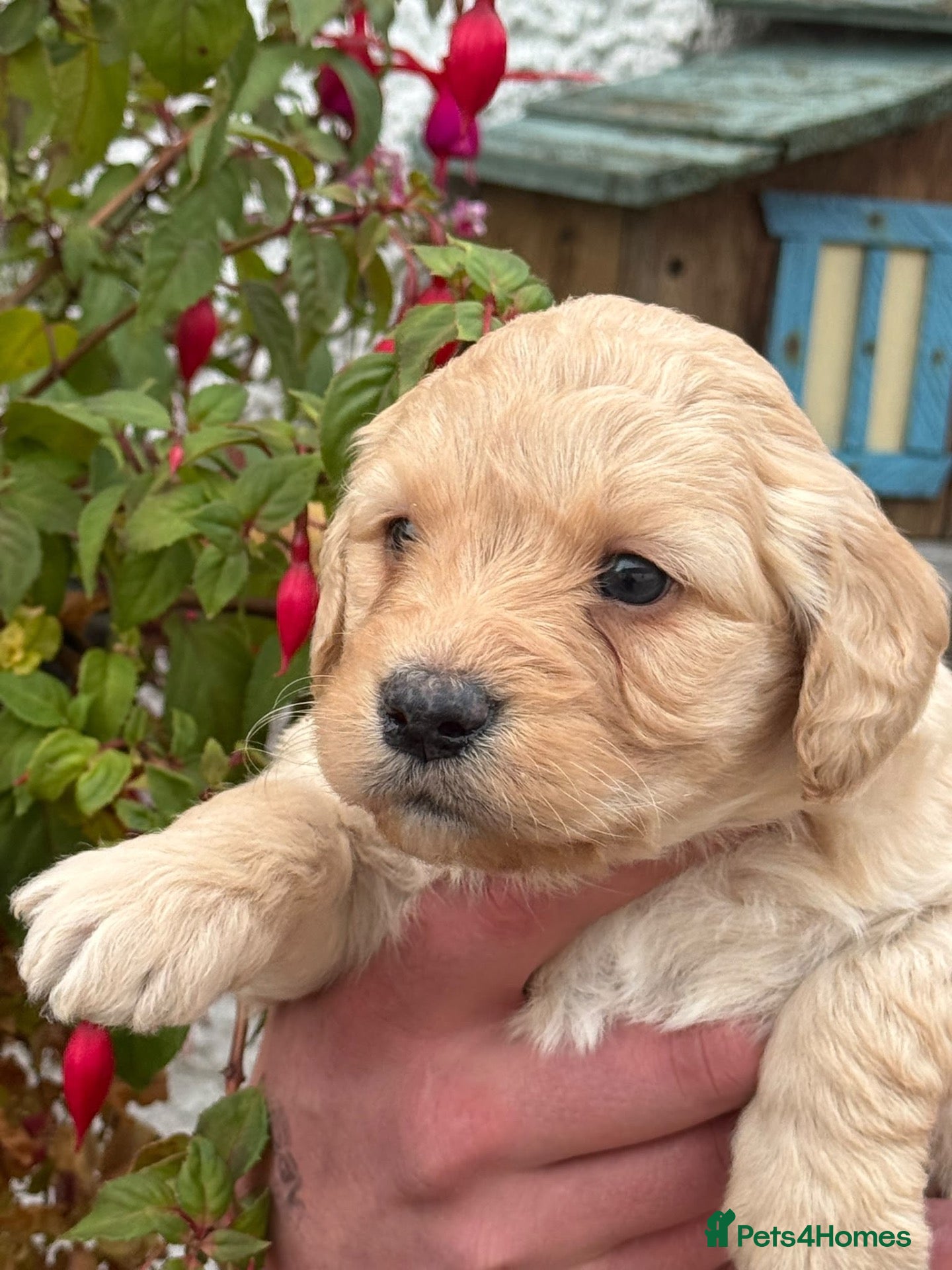 Labradoodle dogs Stunning F1 Miniature Labradoodles - Advert 16