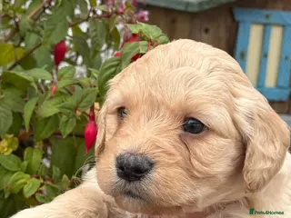Labradoodle dogs Stunning F1 Miniature Labradoodles - Advert 1