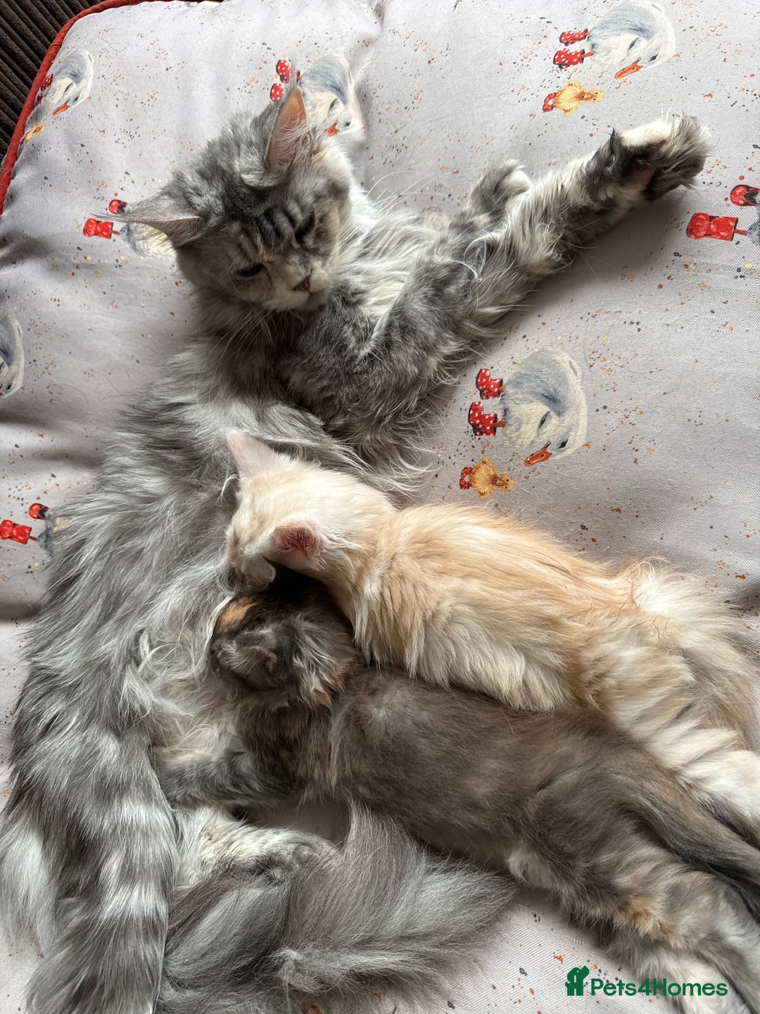 Maine Coon cats for sale: Superb full pedigree Maine Coon Kittens  - Advert 3