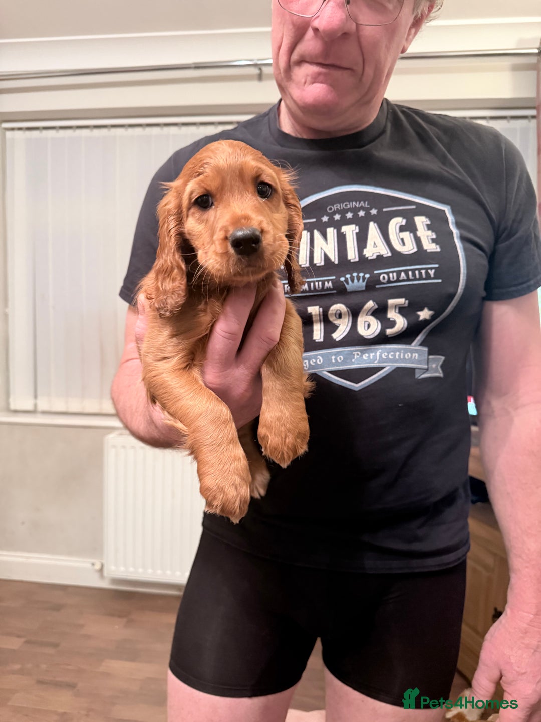 Cocker Spaniel dogs for sale: Two beautiful cocker spaniel pups ready now  - Advert 6