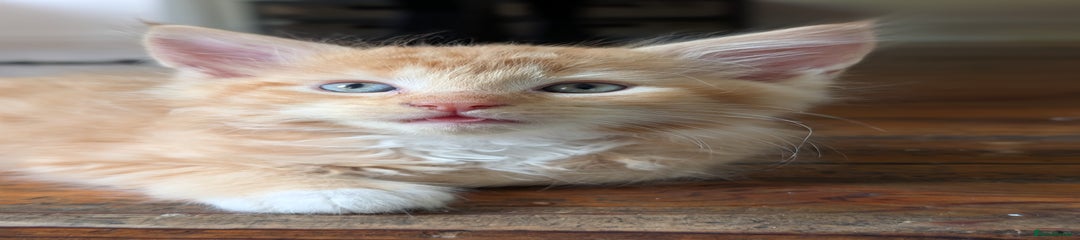 Maine Coon Kitten 4