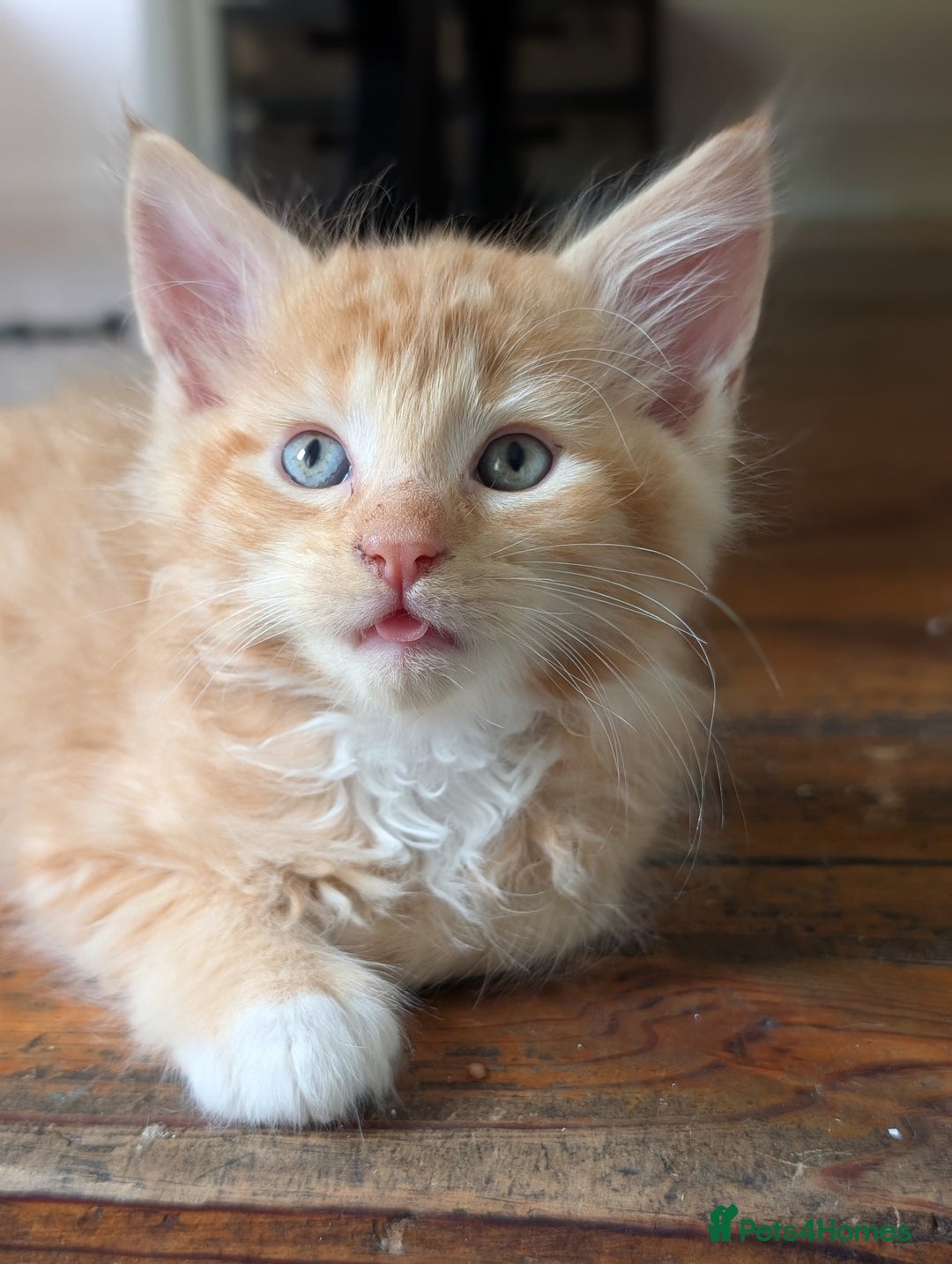 Maine Coon cats for sale: Maine Coon kittens  - Image 6