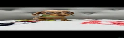 Miniature Dachshund dogs for sale: Miniature Dachshund in Nelson - Advert 14