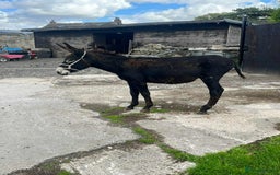 Donkey livestock for sale: Jenny donkey  - Image 4