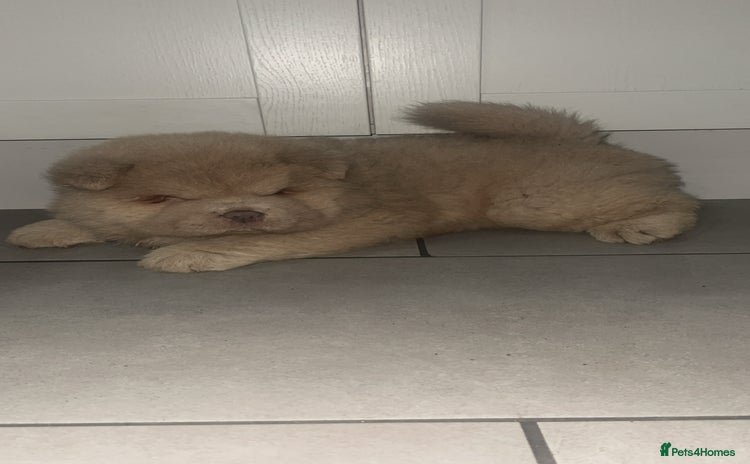 Chow Chow dogs - Advert 15