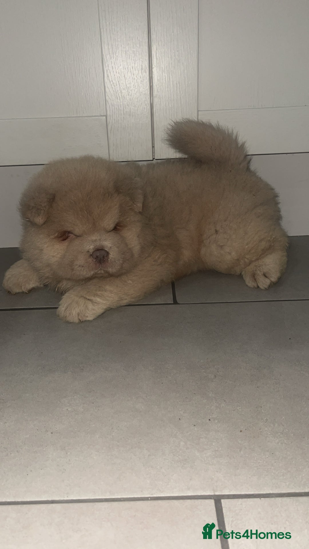 Chow Chow dogs for sale: Lilac boy chow chow  - Advert 1