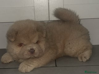 Chow Chow dogs Lilac boy chow chow - Advert 7