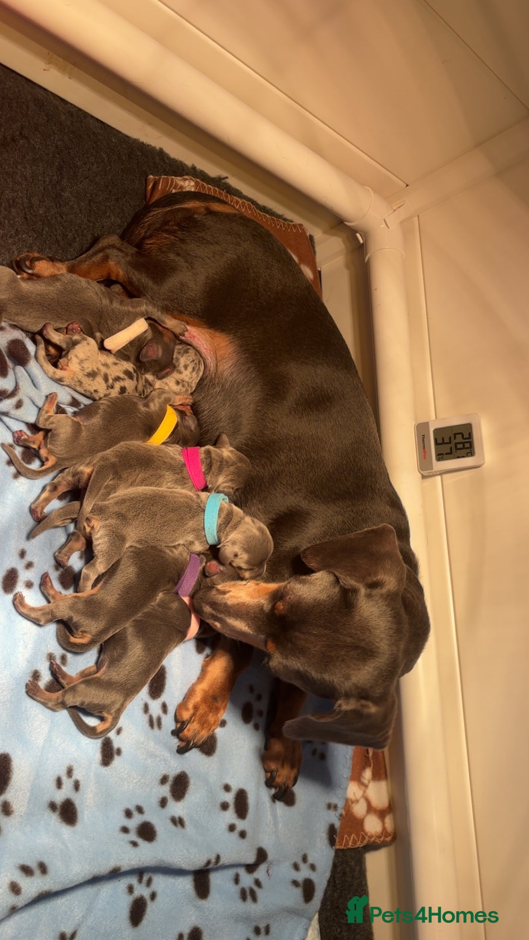 Miniature Dachshund dogs for sale: Blue & Tan Miniature Dachshund  - Advert 3