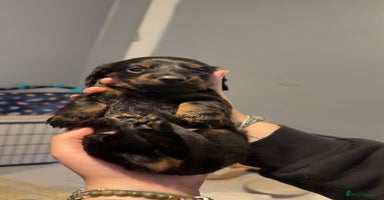 Dachshund dogs - Advert 5