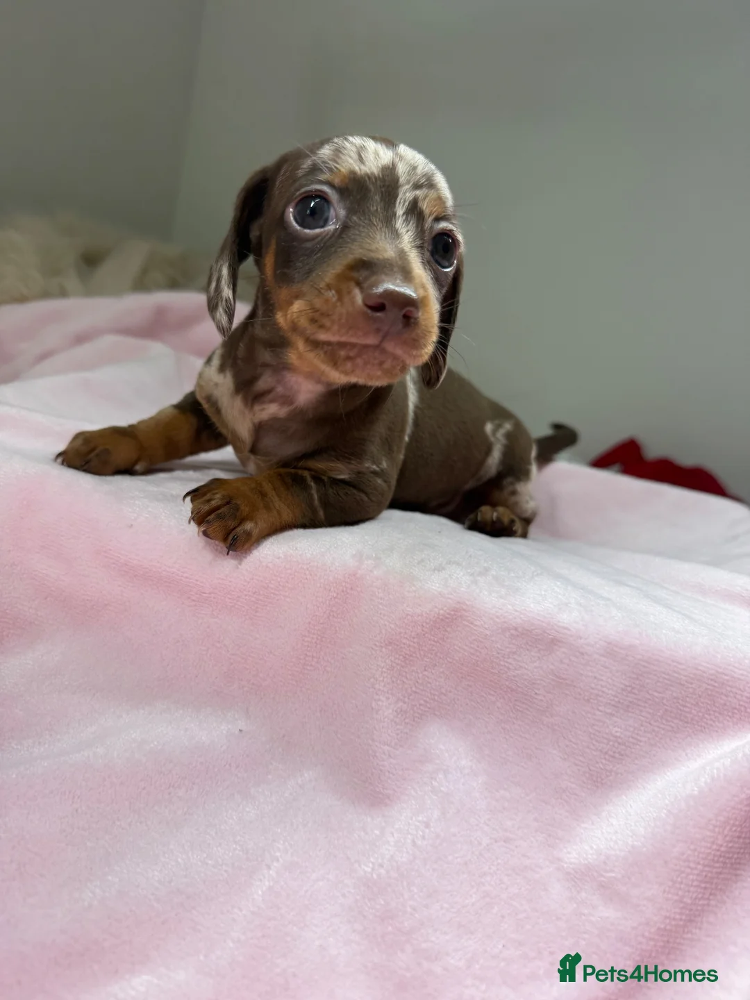Dachshund dogs for sale:  Beautiful Miniature Dachshund Puppies 💖 - Advert 20