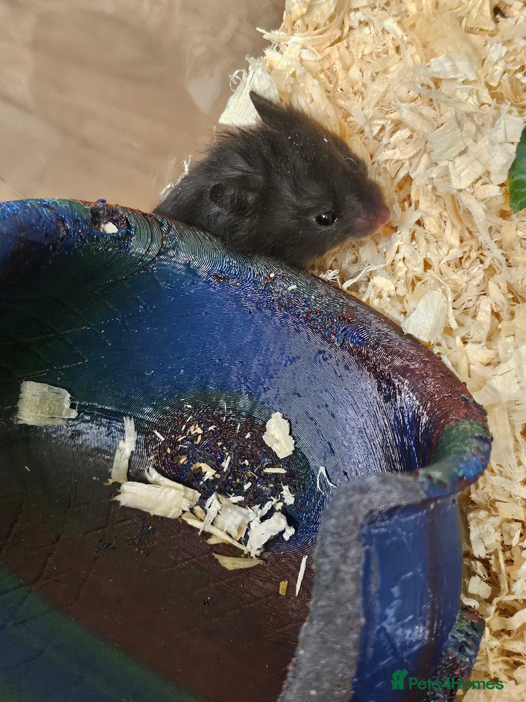Hamster rodents for sale: Beautiful hamster babies - Image 4