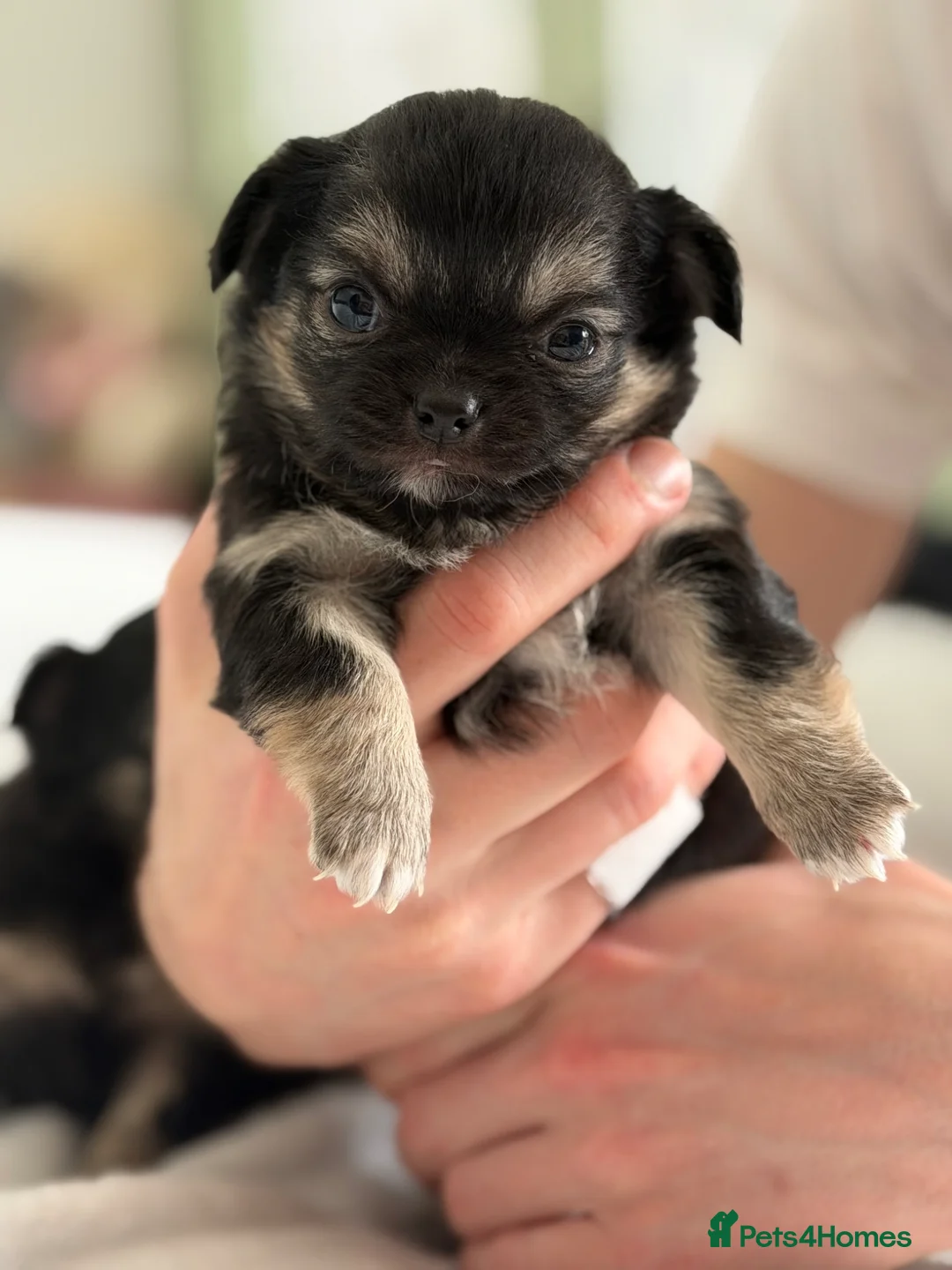 Chihuahua dogs for sale: Only one beautiful long haired female left! - Advert 2