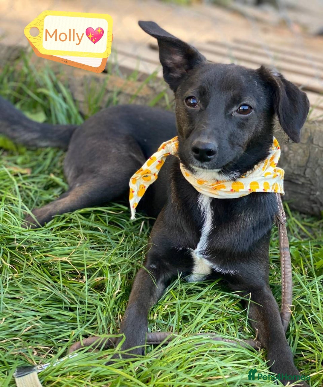 Mixed Breed dogs for adoption: 🐶💖 MOLLY 💖🐶 - Image 1