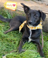 Mixed Breed dogs 🐶💖 MOLLY 💖🐶 - Advert 6