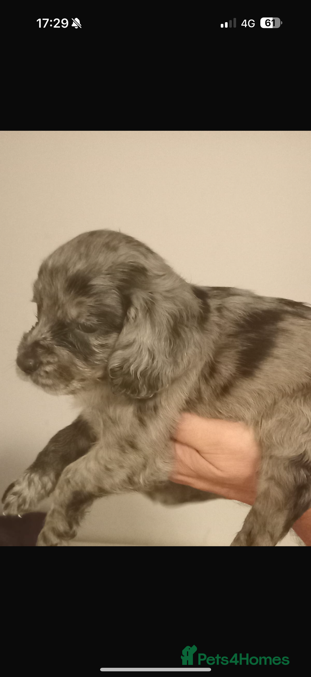 Cocker Spaniel dogs for sale: Working cocker spaniels  - Image 16